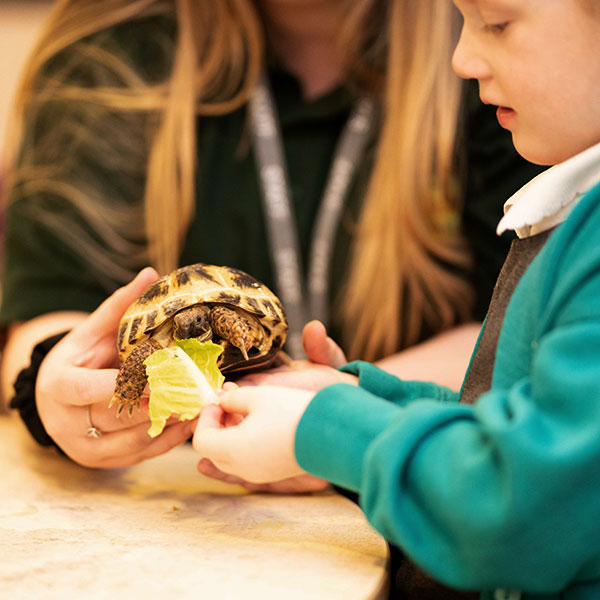 kids-feeding-tortoise
