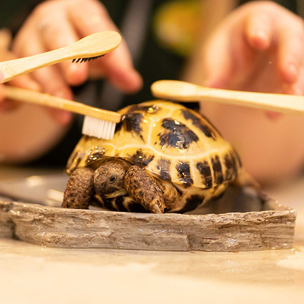 tortoise